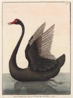 Lot 131. FREDERICK POLYDORE NODDER THE BLACK SWAN