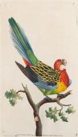 Lot 132. FREDERICK POLYDORE NODDER NON PARIEL PARROT