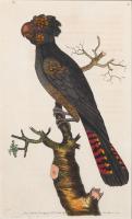 Lot 133. FREDERICK POLYDORE NODDER THE MAGNIFICENT COCKATOO