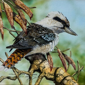 PAUL MARGOCSY - AUSTRALIAN LAUGHING KOOKABURRA